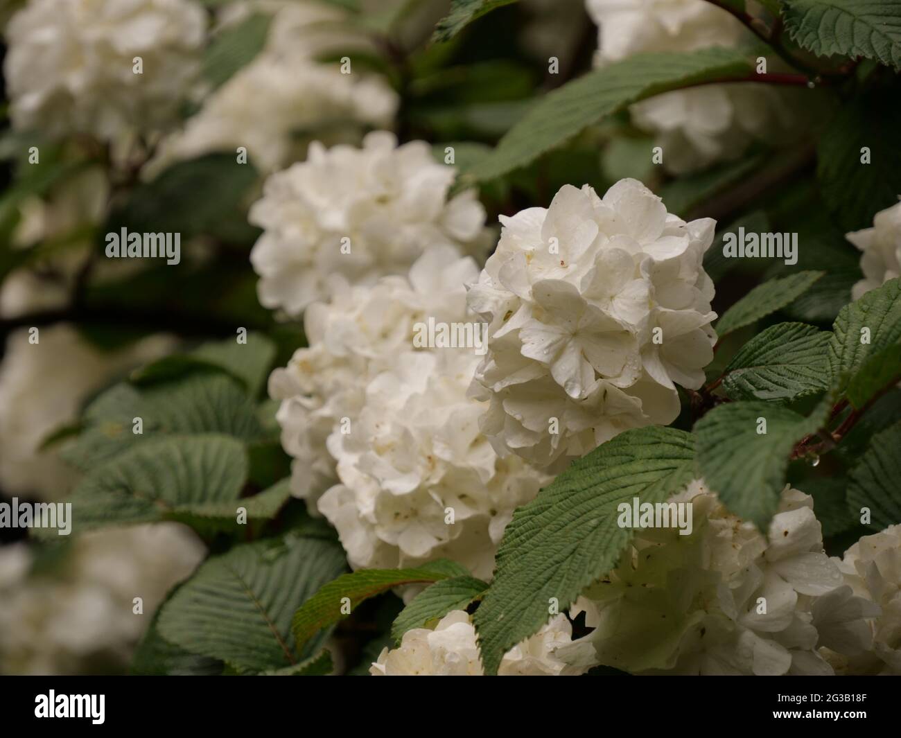 Primo piano di fiori bianchi di guelder Foto Stock
