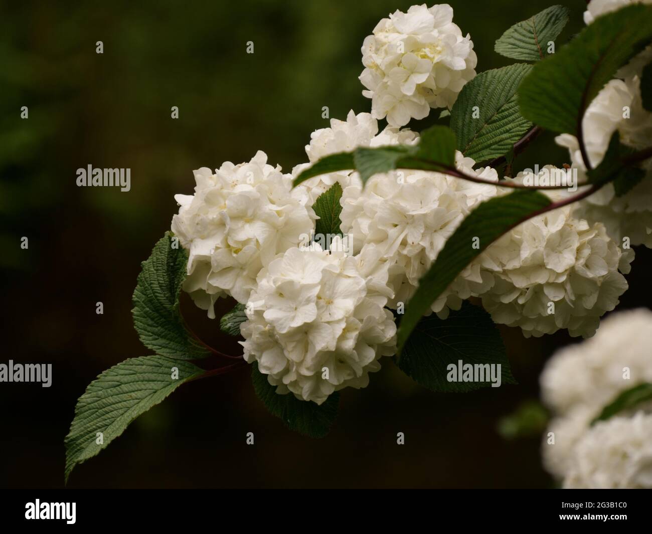Primo piano di fiori bianchi di guelder Foto Stock