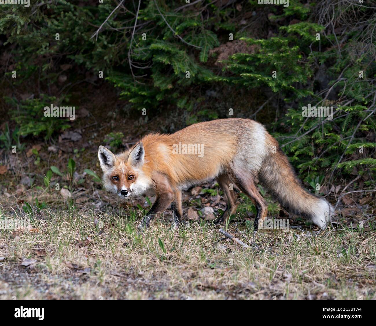 Vista in primo piano della volpe rossa in primavera con coda di volpe, pelliccia, nel suo ambiente e habitat con sfondo e muschio e fogliame. FOX. Foto Stock