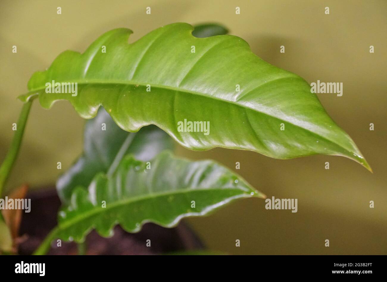 Primo piano della piccola foglia lucida di Philodendron Jungle Boogie Foto Stock