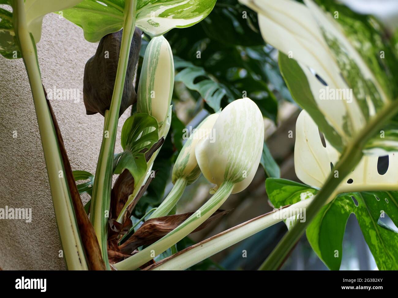 Un grande fiore germoglio di una variegata pianta di Monstera Deliciosa  Albo Foto stock - Alamy