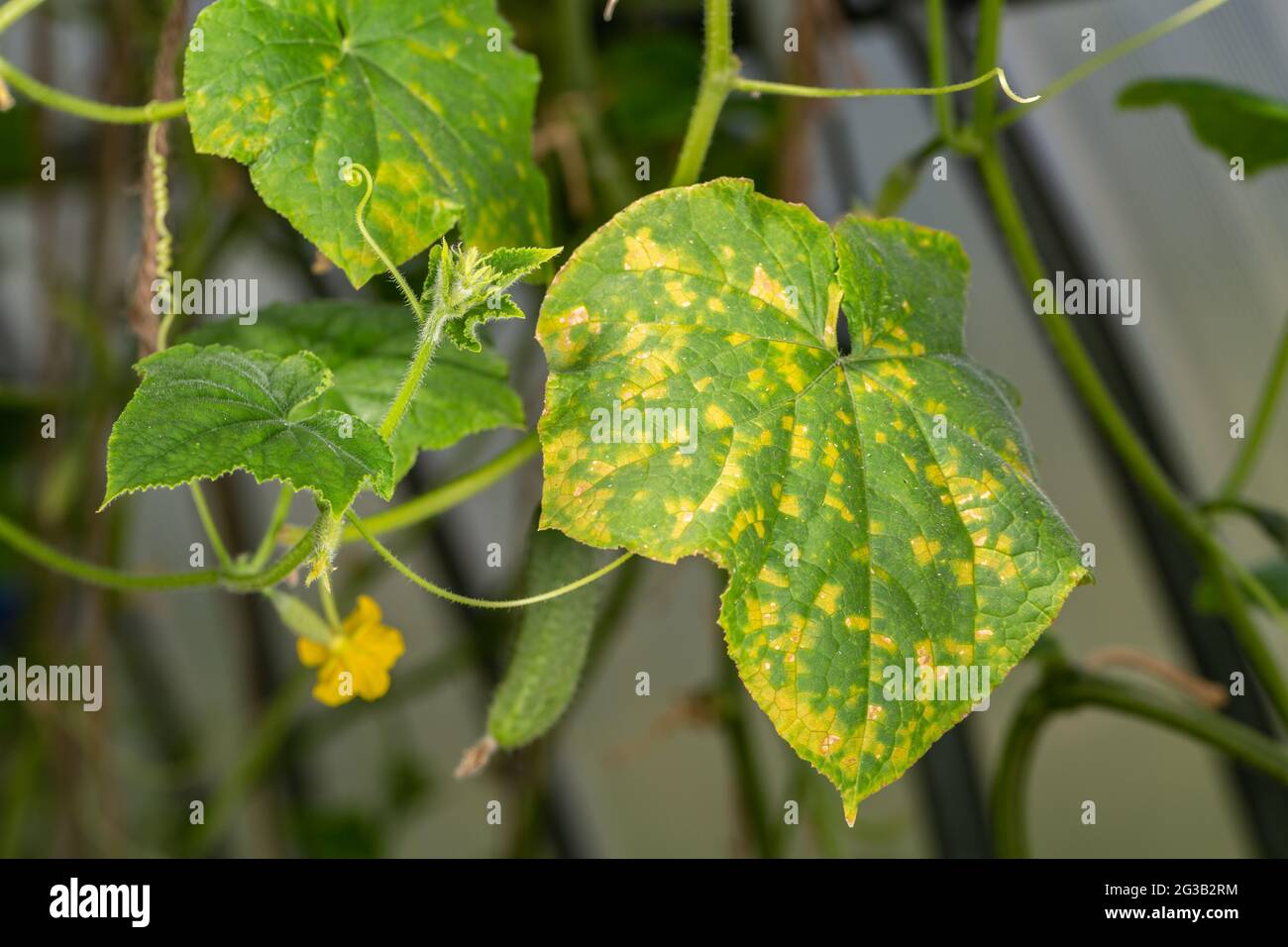 Peronosporosi del cetriolo. Pseudoperonosporo cubensis. Foglie di piante di  cetrioli malate in una serra Foto stock - Alamy
