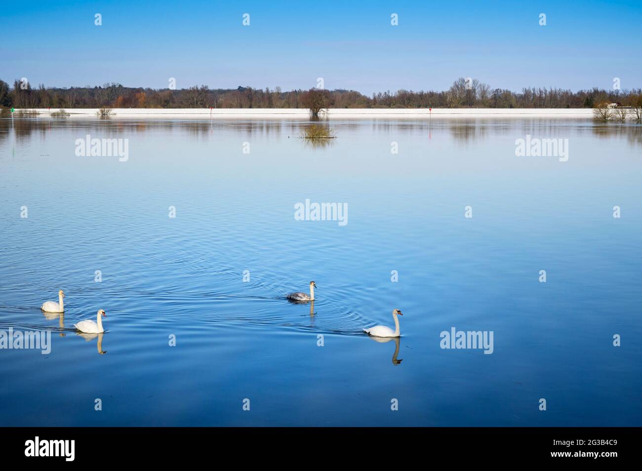 Cigni muti (Cygnus olor) nuotare nella pianura alluvionale del fiume IJssel, durante l'inverno, Paesi Bassi. Foto Stock