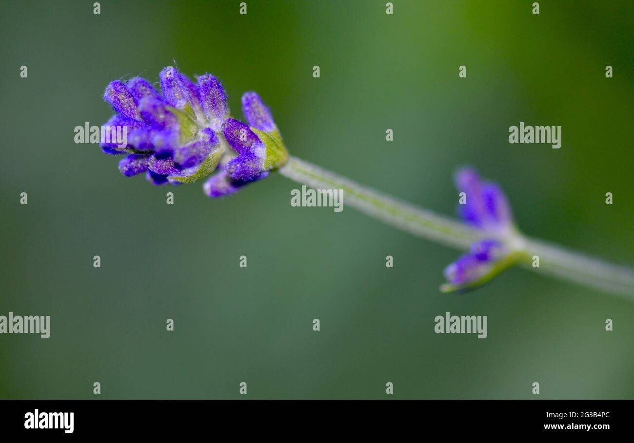 Lavendula angustifolia - lavendelblüte Nahaufnahme Foto Stock