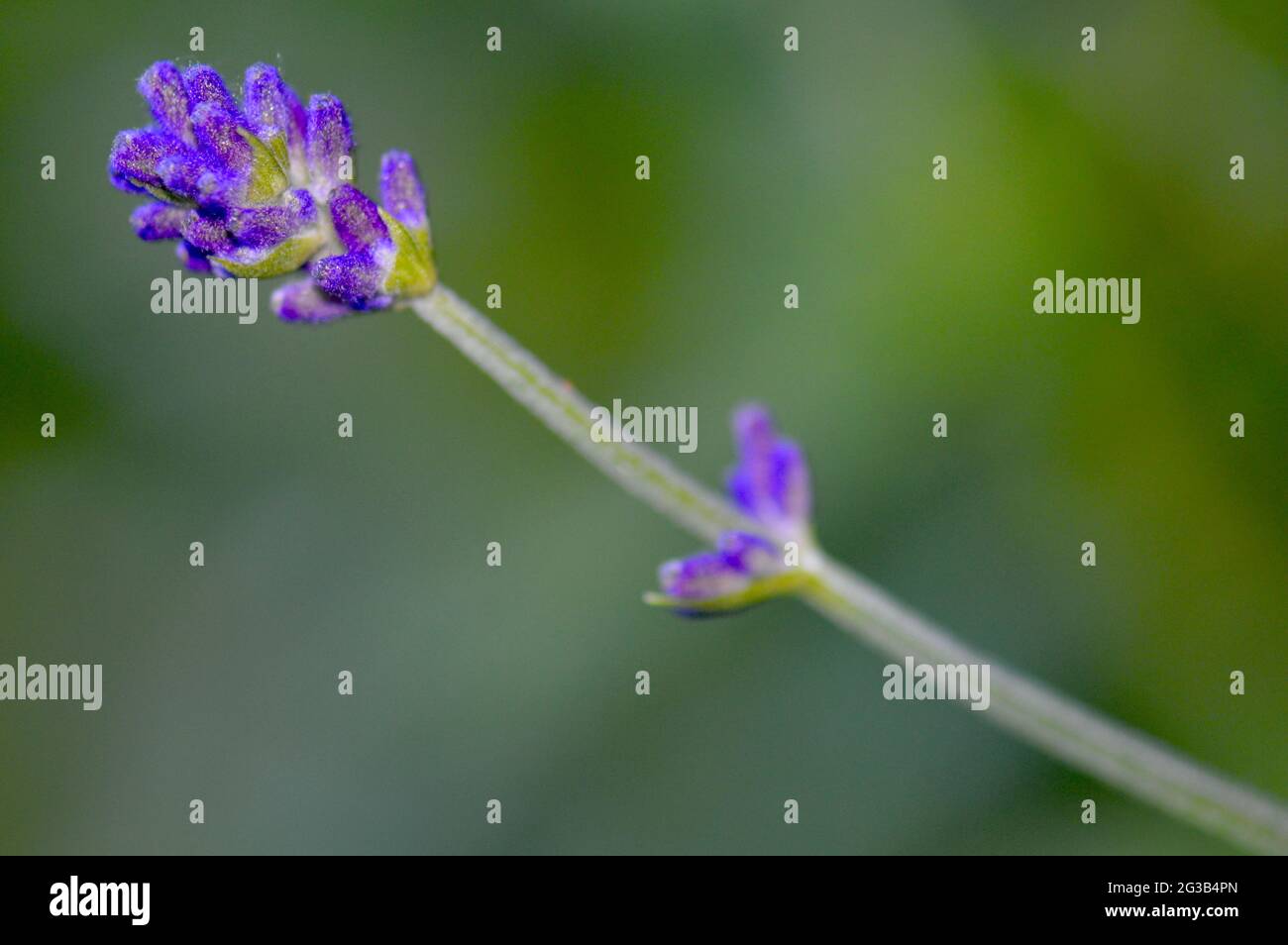Lavendula angustifolia - lavendelblüte Nahaufnahme Foto Stock