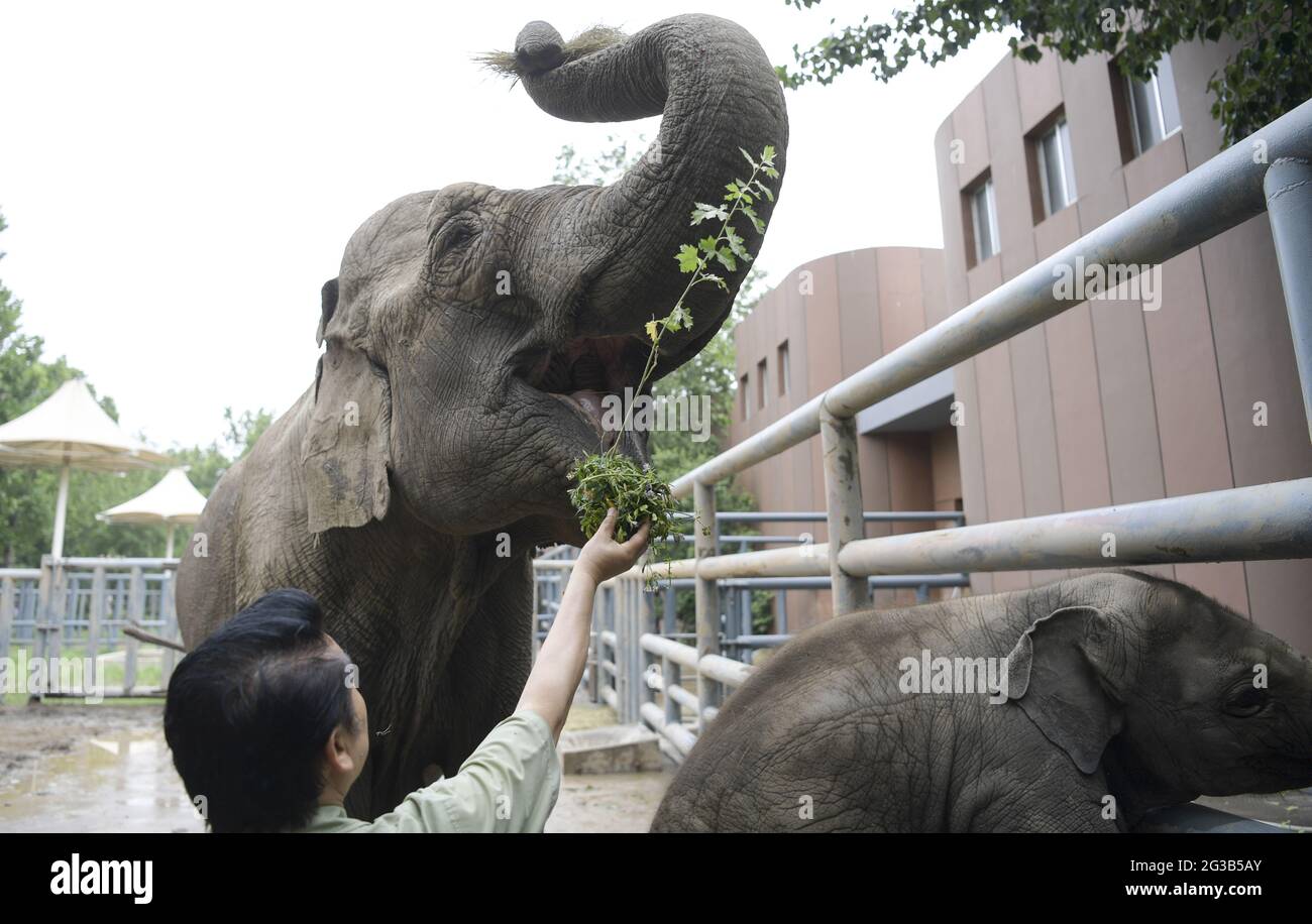 Jinan, Cina. 14 Giugno 2021. L'elephas maximus sta godendo lo Zongzi al festival della barca del drago a Jinan, Shandong, Cina il 14 giugno 2021.(foto da TPG/cnsphotos) accreditamento: TopPhoto/Alamy Live News Foto Stock