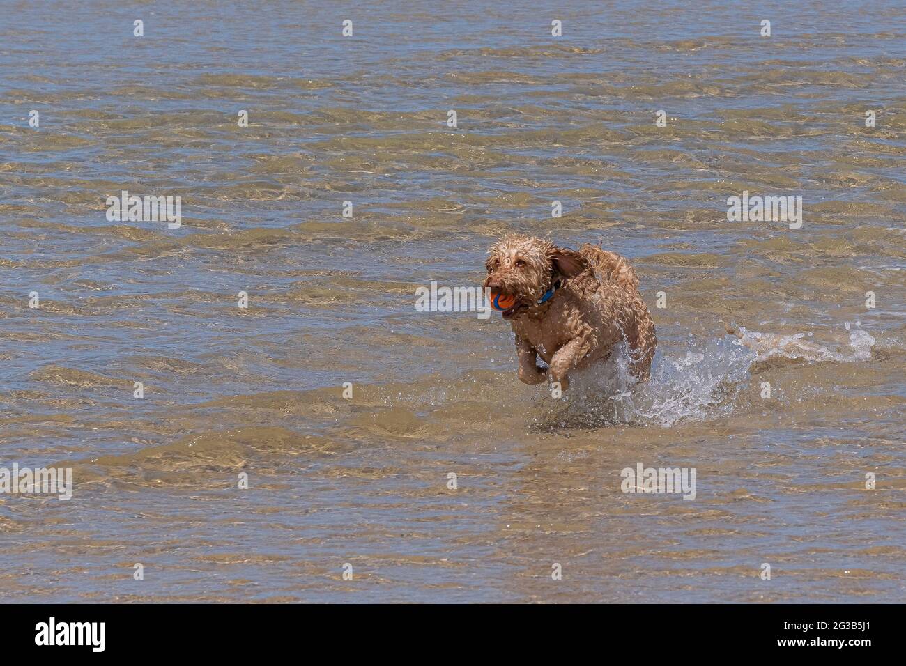 Un cane Cockapoo che esce dal mare con una palla in bocca. Foto Stock