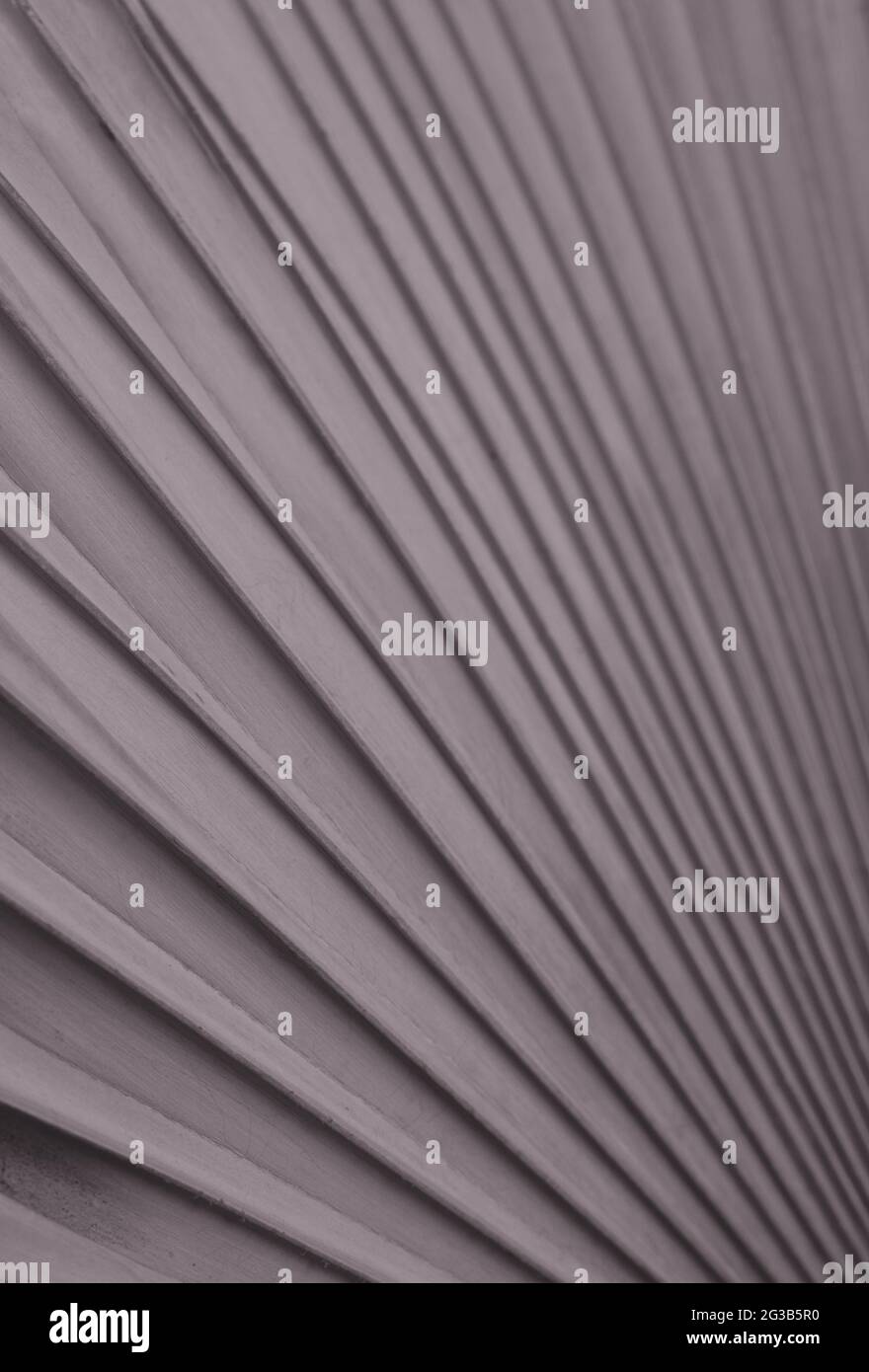 Motivo a foglia di palma color argento e rame. Foglia di palma con sfondo grigio verde abstract muto. Cultivar di Bismarckia nobilis. Foto Stock
