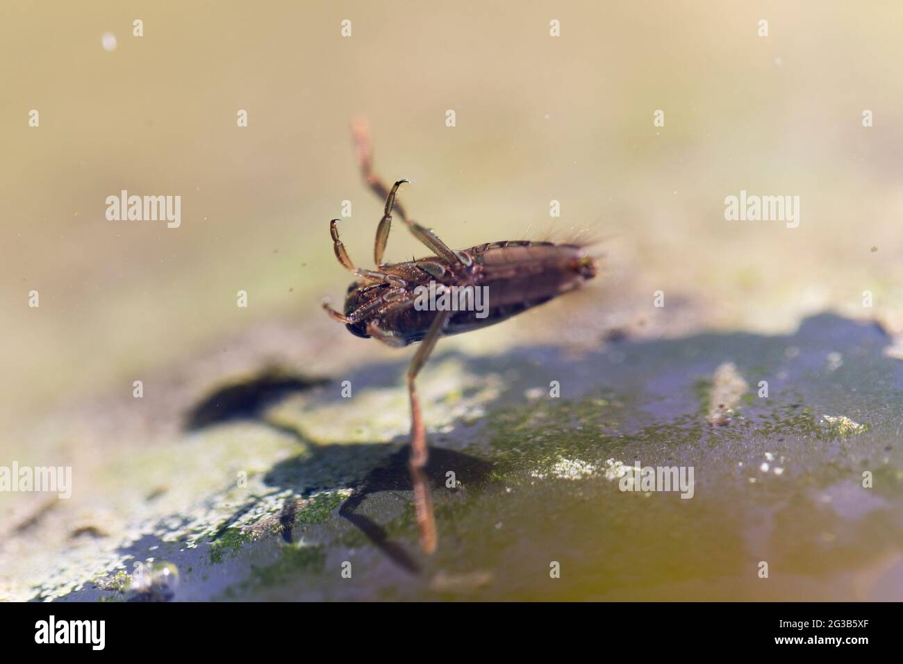 Insetti acquatici Hemiptera Notonecta glauca close-up nuoto Foto Stock