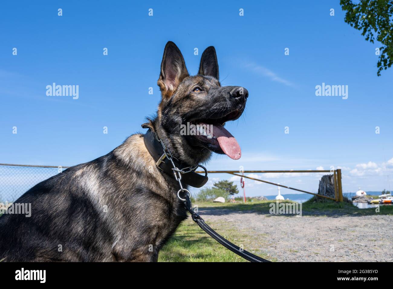 Un ritratto di cane di un felice cucciolo di Pastore tedesco di sei mesi. Linea di lavoro razza. Cielo blu sullo sfondo Foto Stock