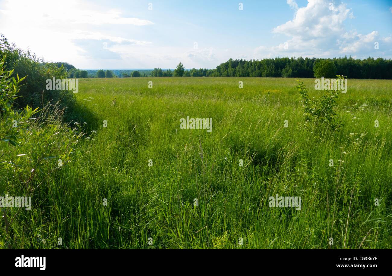 Campo russo in estate in Russia 2021 Foto Stock
