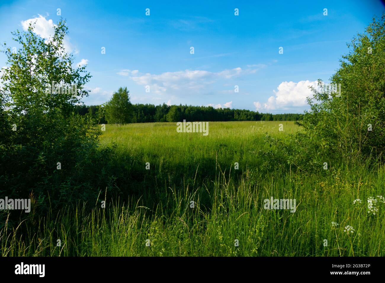 Campo russo in estate in Russia 2021 Foto Stock