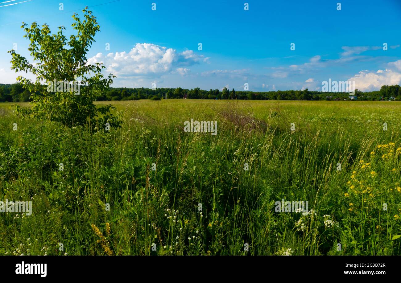 Campo russo in estate in Russia 2021 Foto Stock