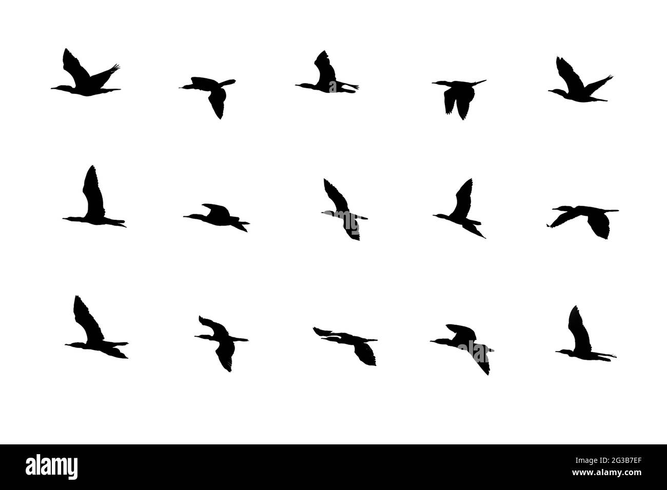 Collezione di uccelli silhouette in diverse azioni di volo isolate su sfondo bianco. Foto Stock