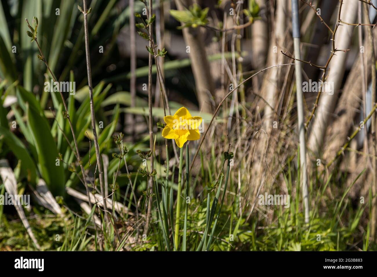 Un meraviglioso daffodil selvaggio nel giardino sotto il sole di primavera Foto Stock