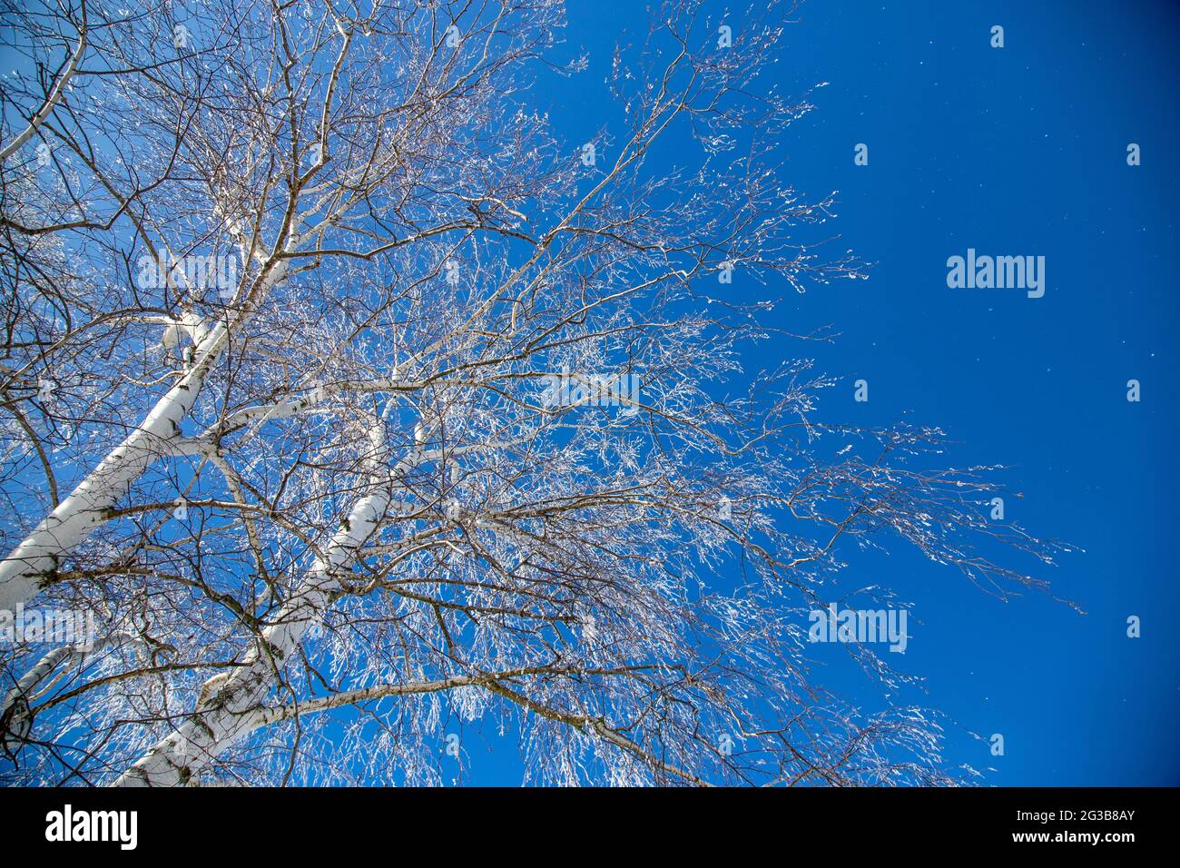 Un albero con rami nevosi contro un cielo blu in inverno Foto Stock