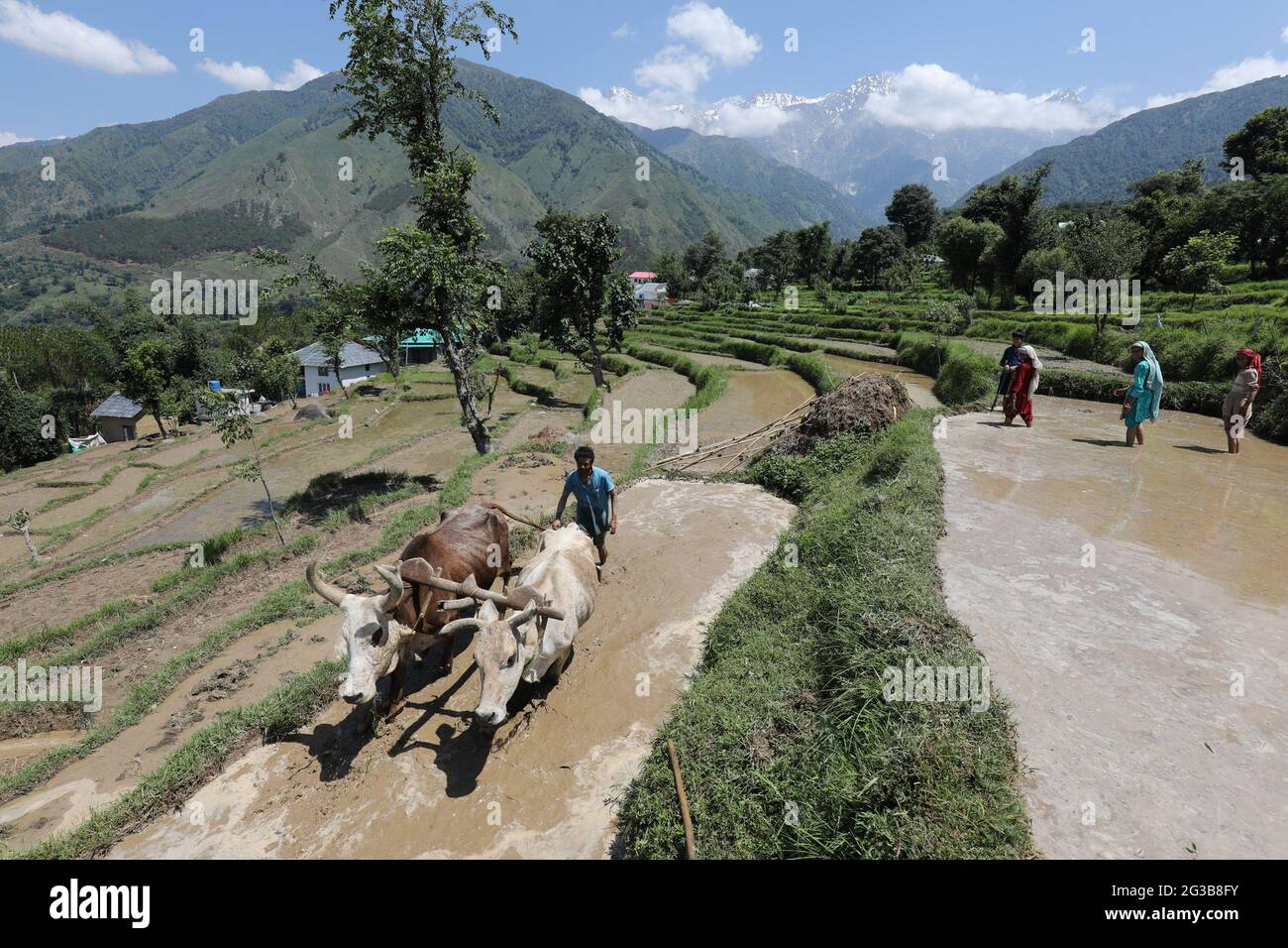 Kangra. 15 giugno 2021. Un coltivatore aratura un campo per preparare la piantagione di risaie in un villaggio vicino Dharamsala nel distretto di Kangra dello stato indiano di Himachal Pradesh, 15 giugno 2021. Credit: Sr/Xinhua/Alamy Live News Foto Stock Kangra. 15 giugno 2021. Un coltivatore aratura un campo per preparare la piantagione di risaie in un villaggio vicino Dharamsala nel distretto di Kangra dello stato indiano di Himachal Pradesh, 15 giugno 2021. Credit: Sr/Xinhua/Alamy Live News Foto Stock