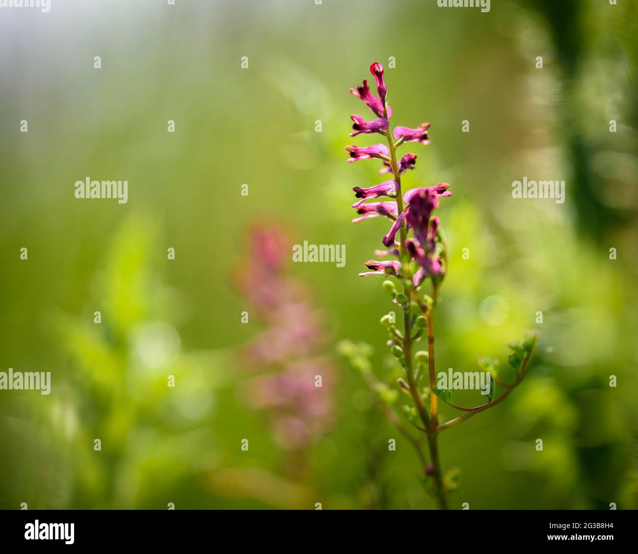 Dettagli di alcuni fiori primaverili nel bacino della Conca d'Òdena (Anoia, Barcellona, Catalogna, Spagna) ESP: Detalles de unas flores primaverales en Igualada Foto Stock