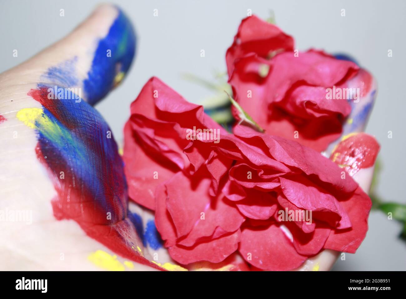 Petali di Red Rose e Lady mano colorata su sfondo bianco. Foto Stock