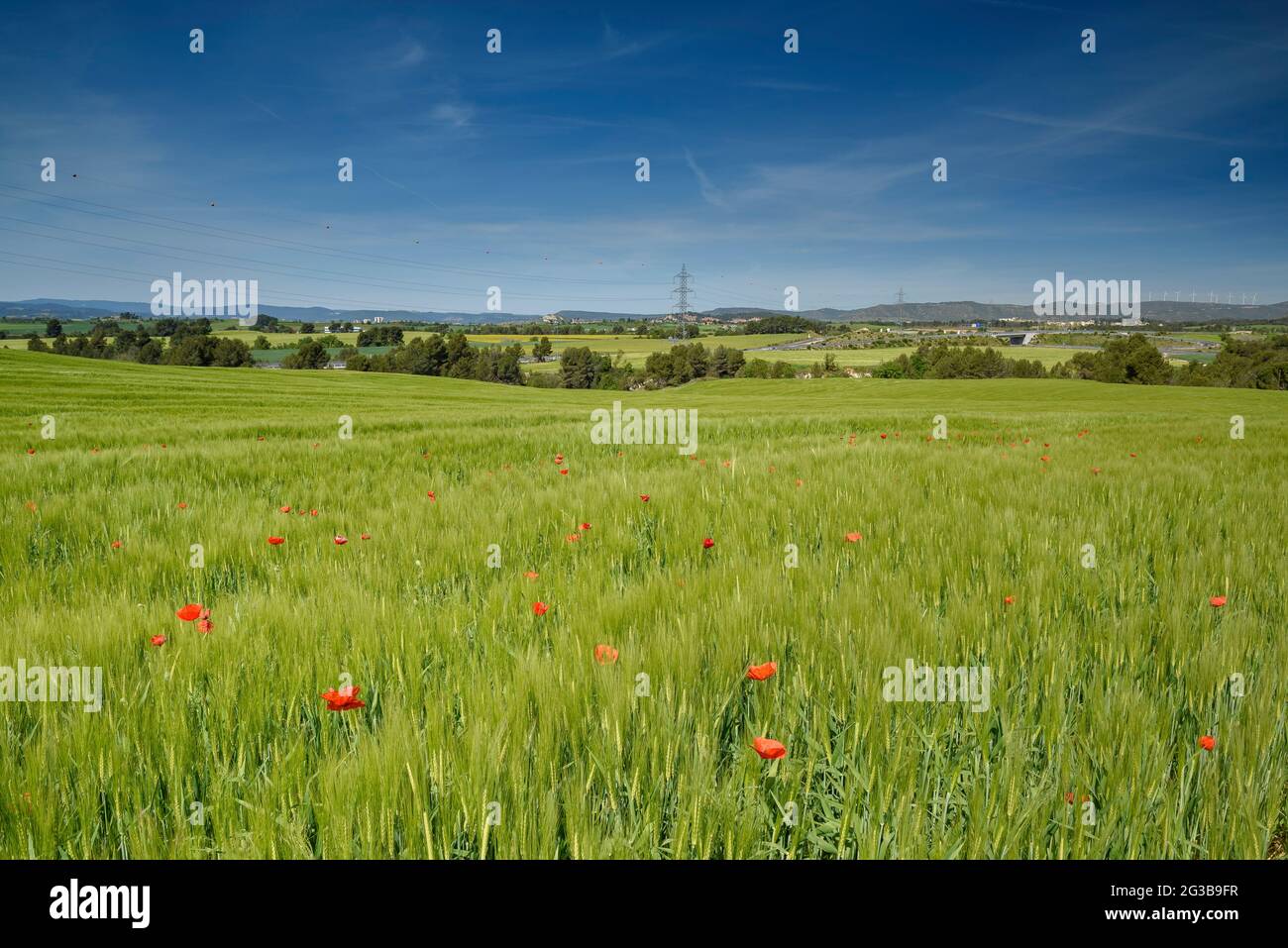 Campi verdi in primavera nella conca d'Òdena, vicino alla città di Igualada (Barcellona, Catalogna, Spagna) ESP: Campos verdes en primavera en Igualada España Foto Stock