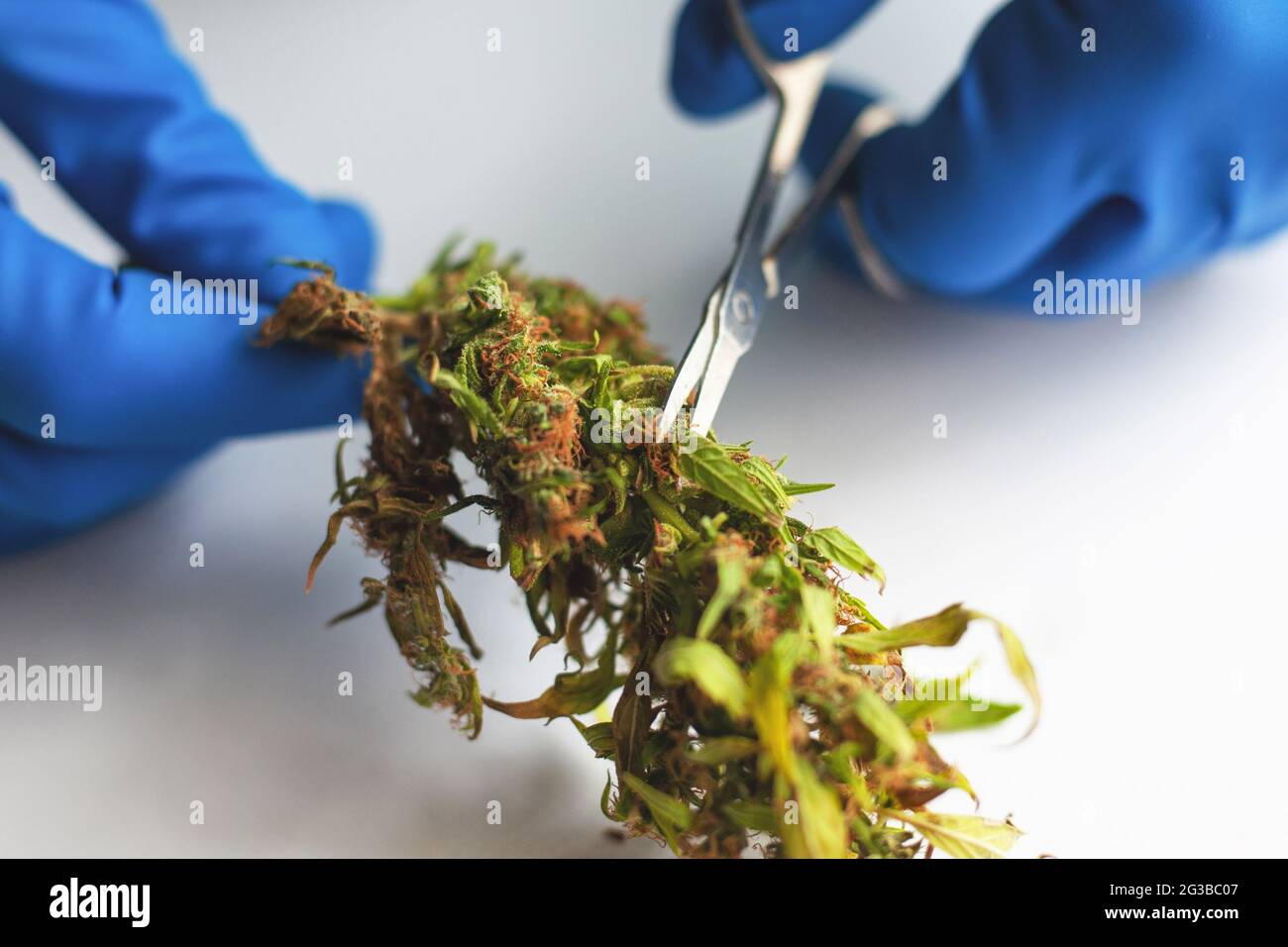 concime germoglio di cannabis, rifilando foglie di marijuana con forbici. Foto Stock