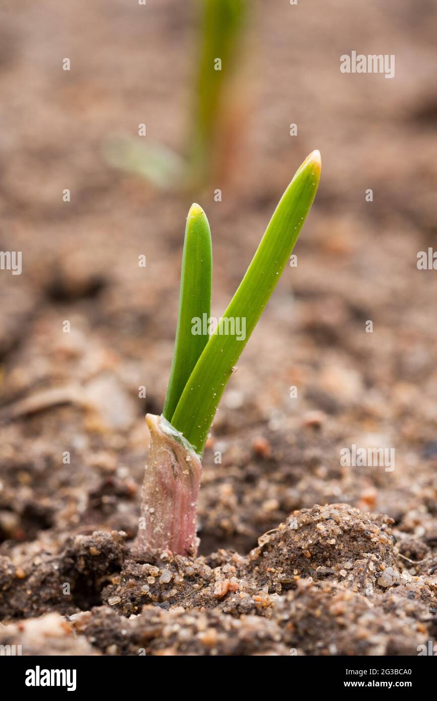 In giardino di primavera crescente giovane piccolo aglio verde primo piano. Foto Stock