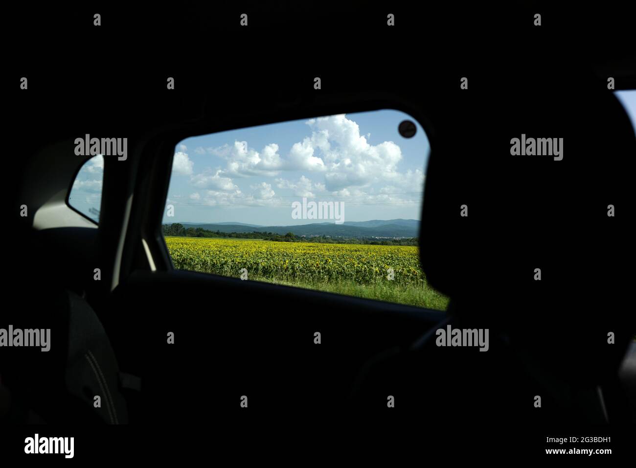 Campagna girasoli visto da una finestra auto, Bulgaria. Foto Stock