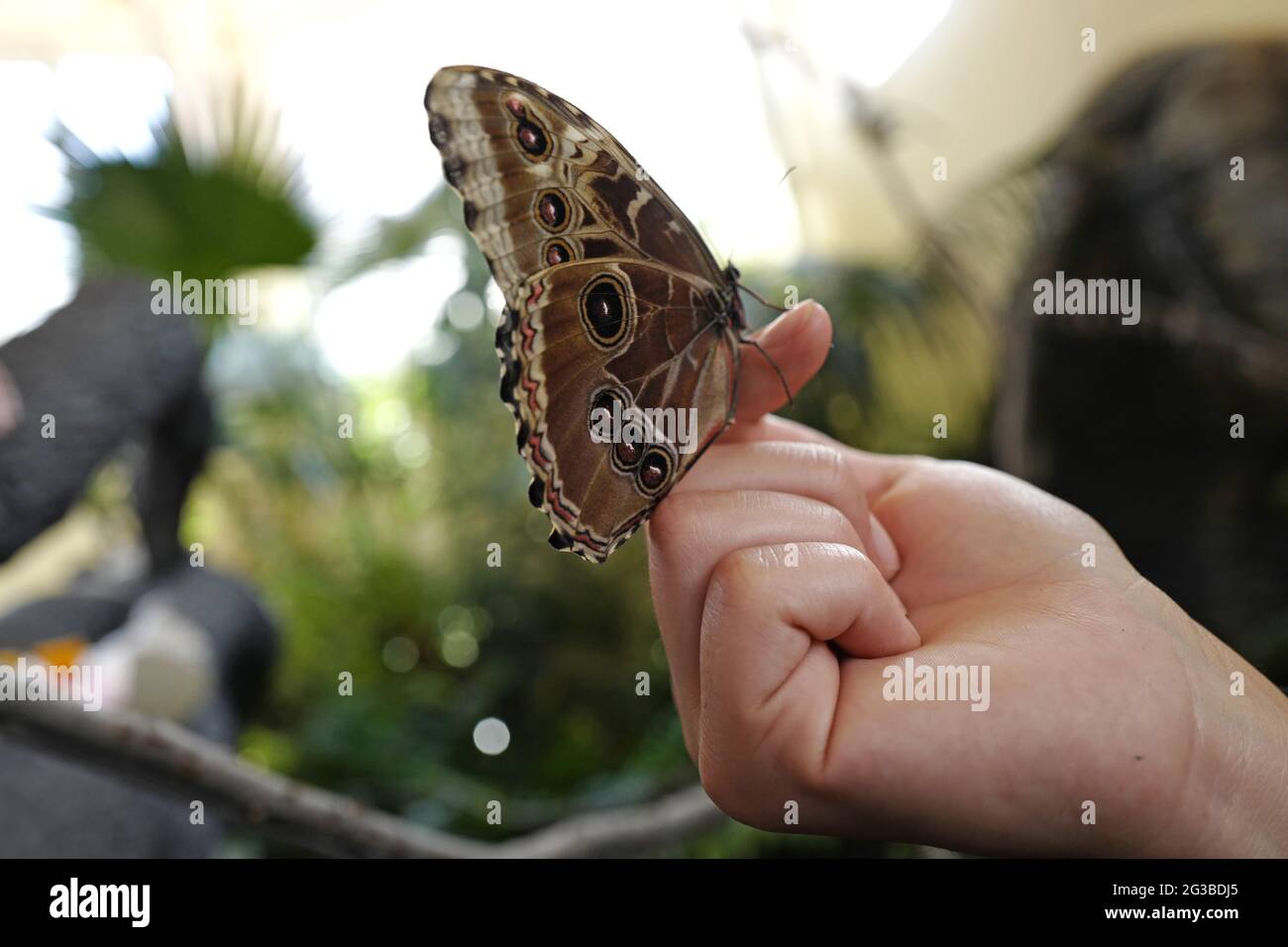 Farfalla gigante posa su una mano umana al museo di storia naturale di Plovdiv, in Bulgaria. Foto Stock