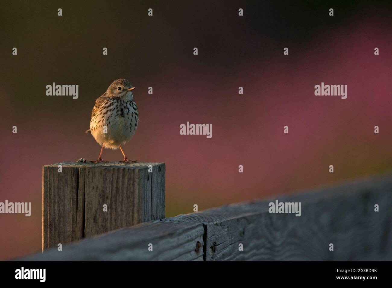 Meadow Pipit (Anthus pratensis) Foto Stock