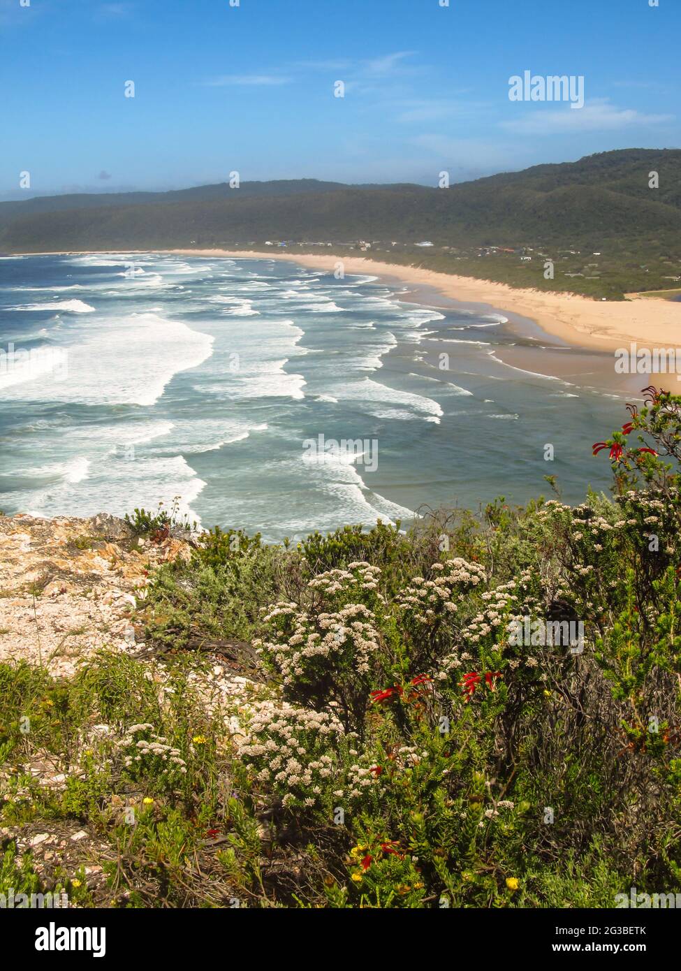 Vista su una spiaggia di sabbia appartata nella Garden Route del Sud Africa, con fynbos in fiore in primo piano Foto Stock