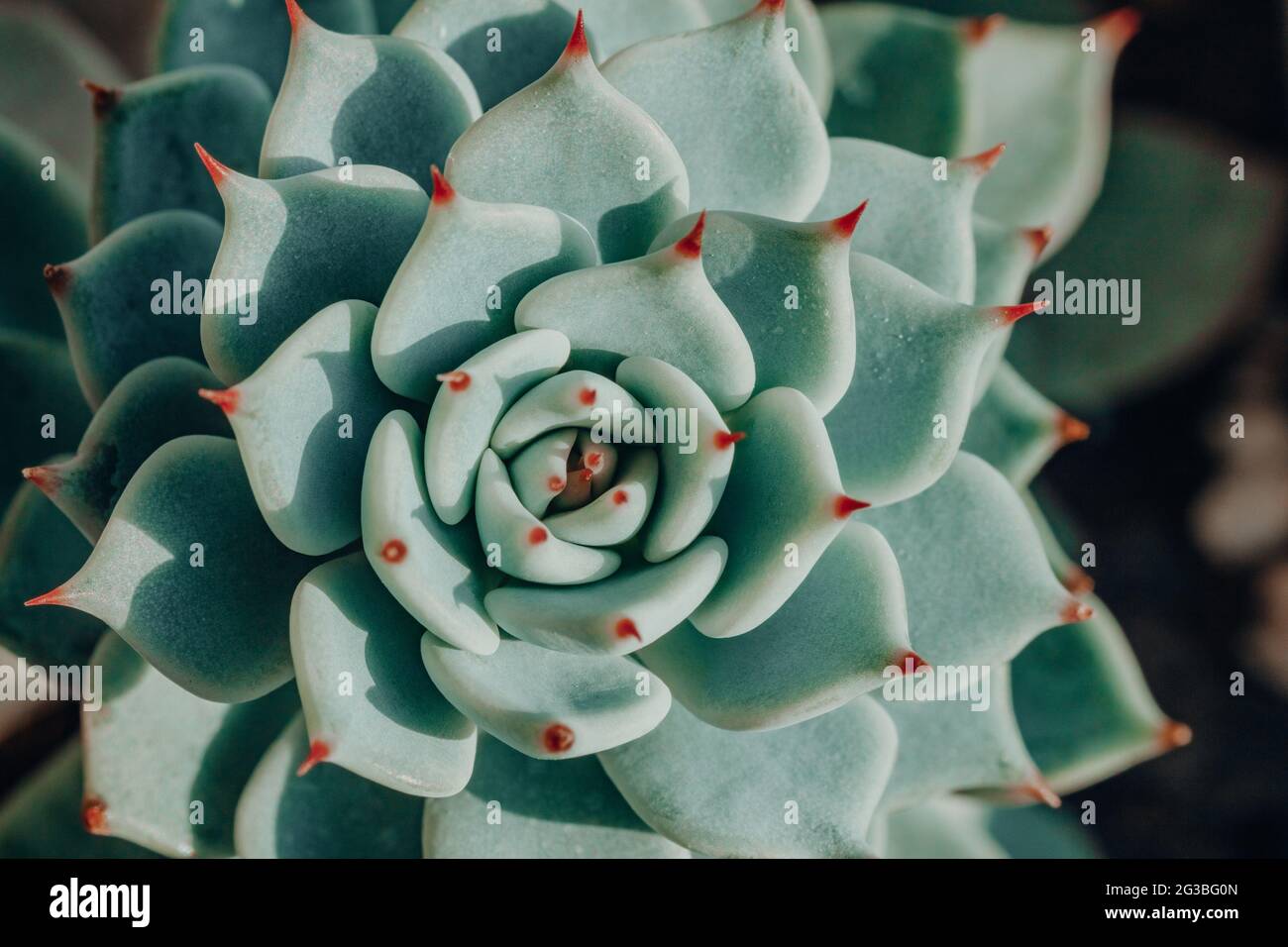 Pianta verde con chioccia di punte rosse. Home giardinaggio interno piante succulente giardino Foto Stock