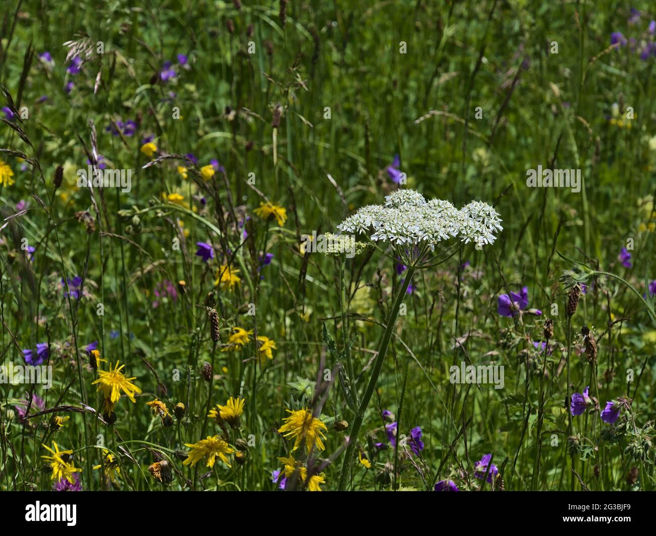 Bel prato fiorito con alghe (eracleum sphondylium) con fiori bianchi circondati da erba e fiori gialli e viola in tarda primavera. Foto Stock