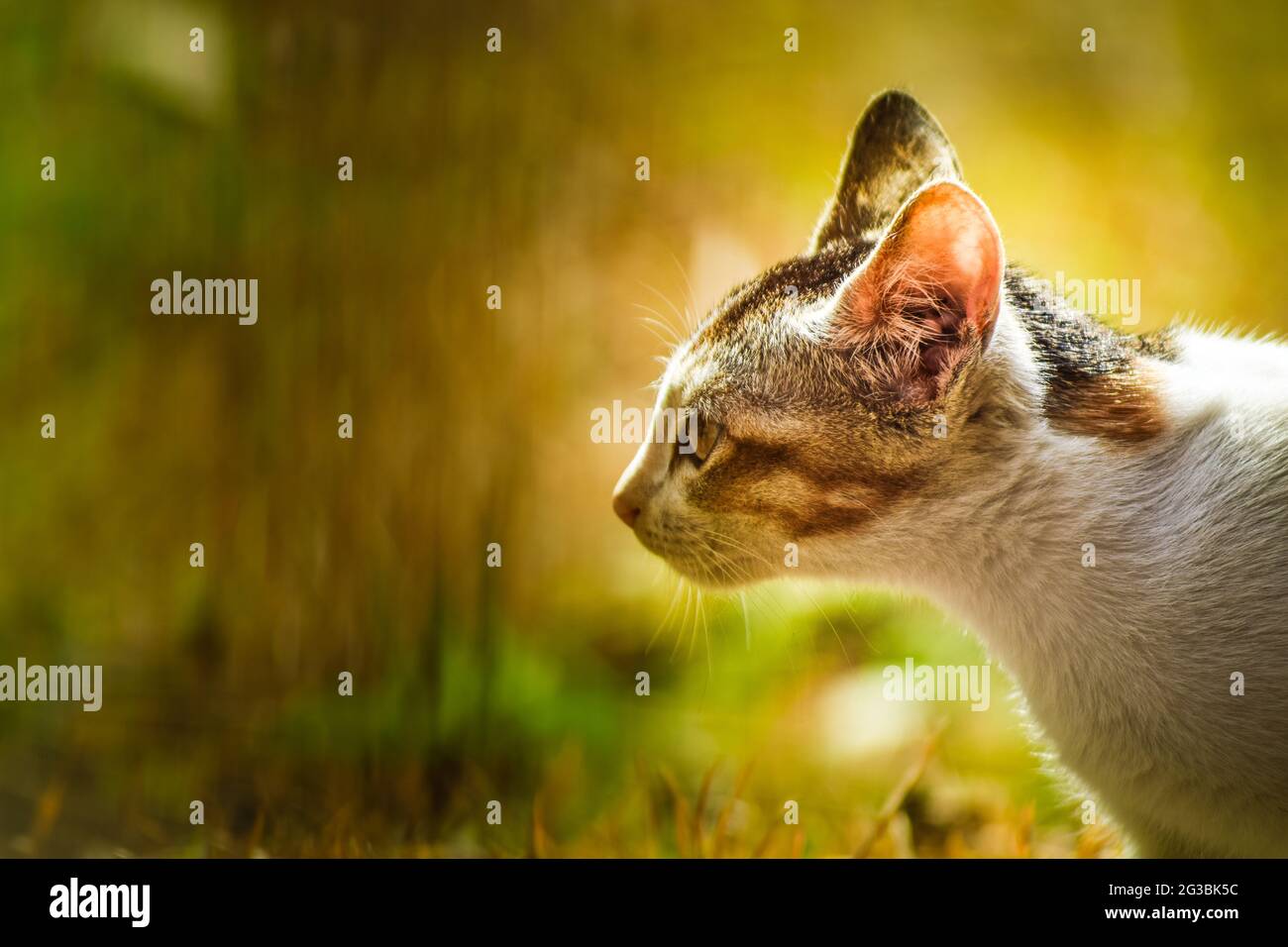 Primo piano di Cat che sta puntando al suo obiettivo Foto Stock