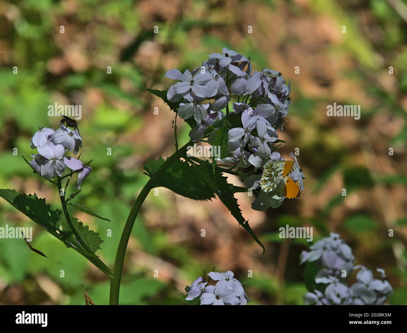 Vista closeup della testa dei fiori con fiori bianchi nella foresta con la punta arancione farfalla (Andhocaris cardamines) che raccoglie polline in tarda primavera. Foto Stock