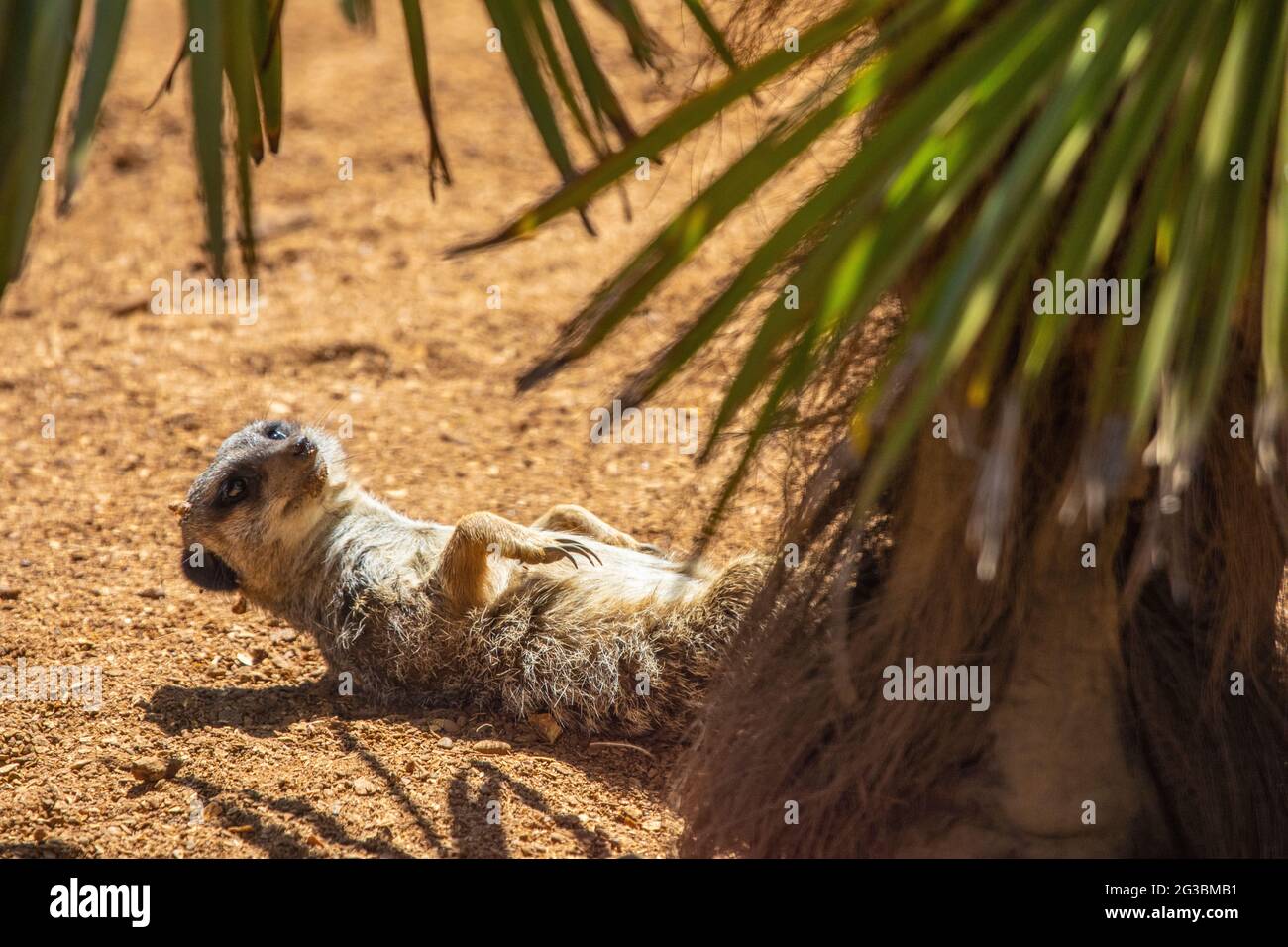 Un Meerkat prendere il sole sotto una palma. Foto Stock