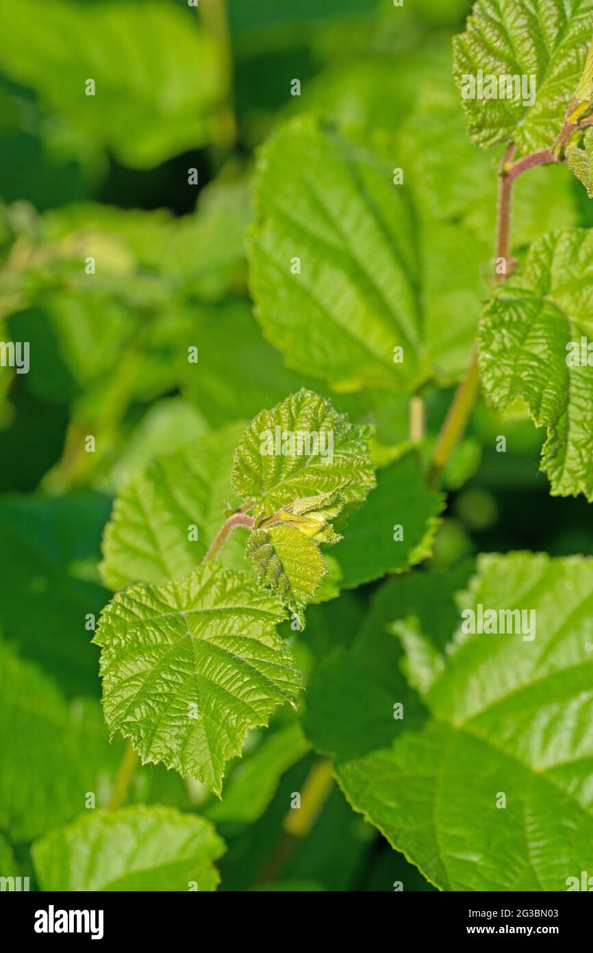 Foglie giovani della nocciola comune, Corylus avellana Foto Stock