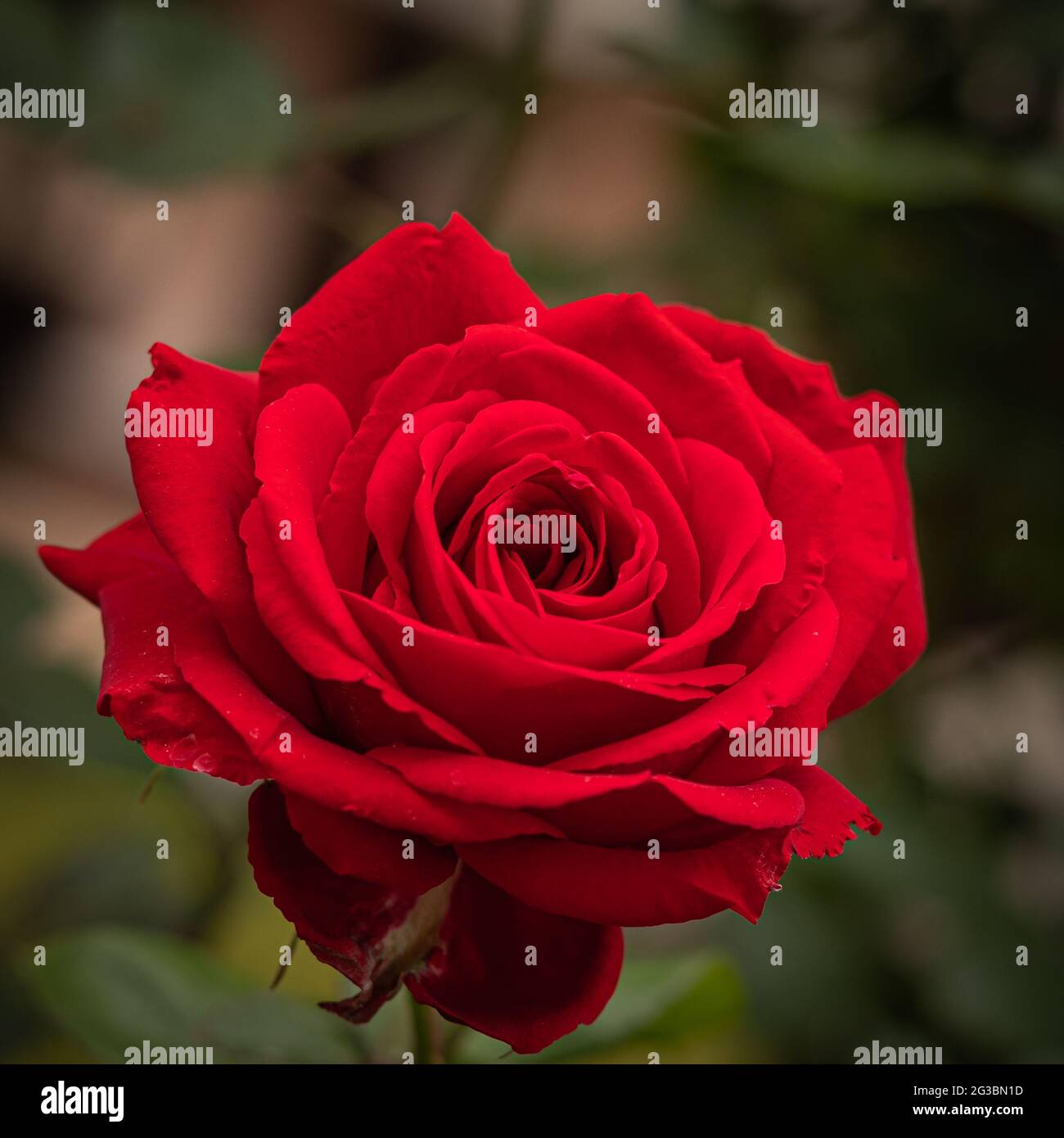 rosa rossa isolata su sfondo verde naturale Foto Stock