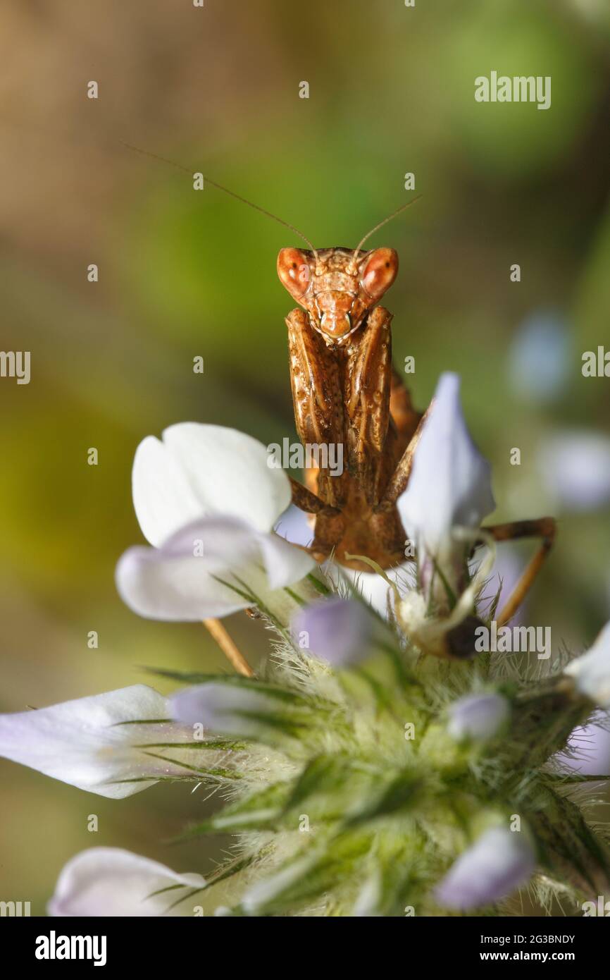 European Dwarf Mantis (Ameles spallanzania) in attesa in imboscata su un fiore labiatae in Grecia Foto Stock