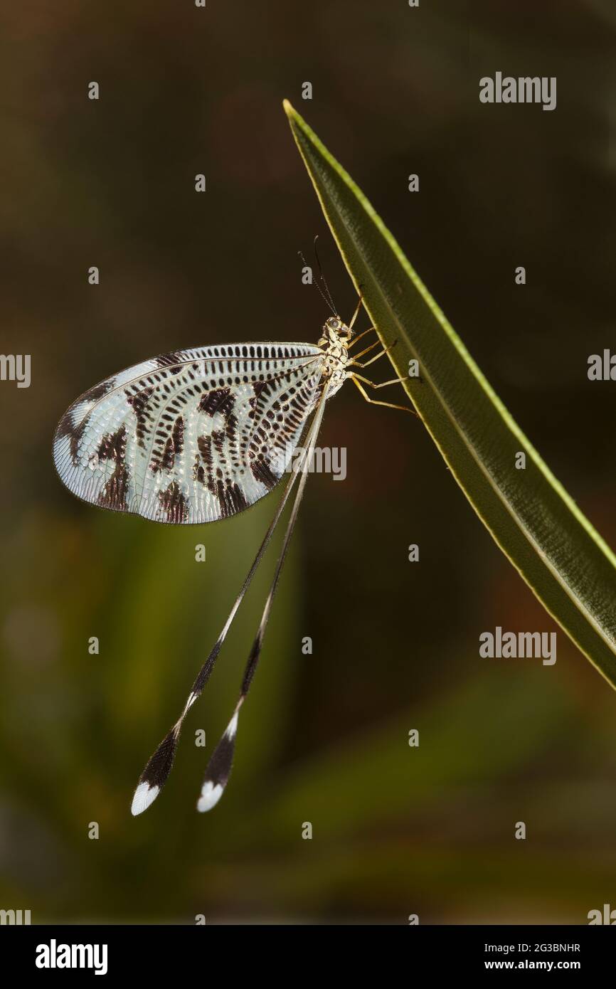 Filone (Nemoptera coa) nel Peloponneso della Grecia Foto Stock