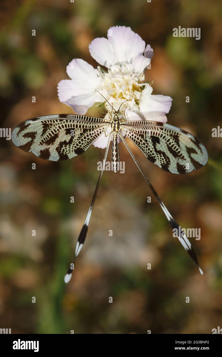 Filone (Nemoptera coa) nel Peloponneso della Grecia Foto Stock