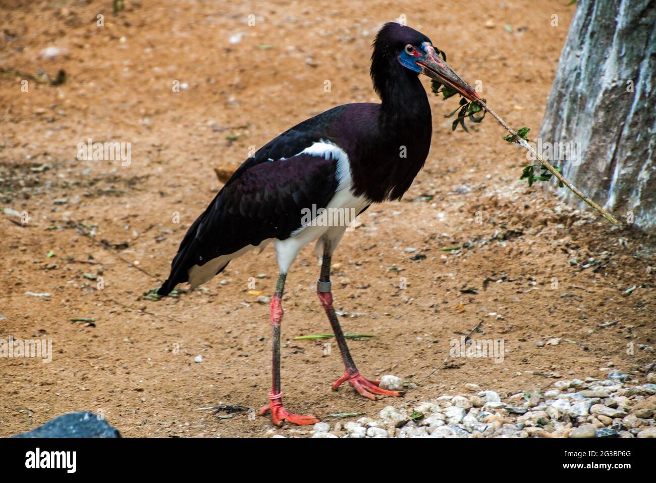 Cicogna di Abdim (Ciconia Abdimii) nello zoo di Praga Foto Stock