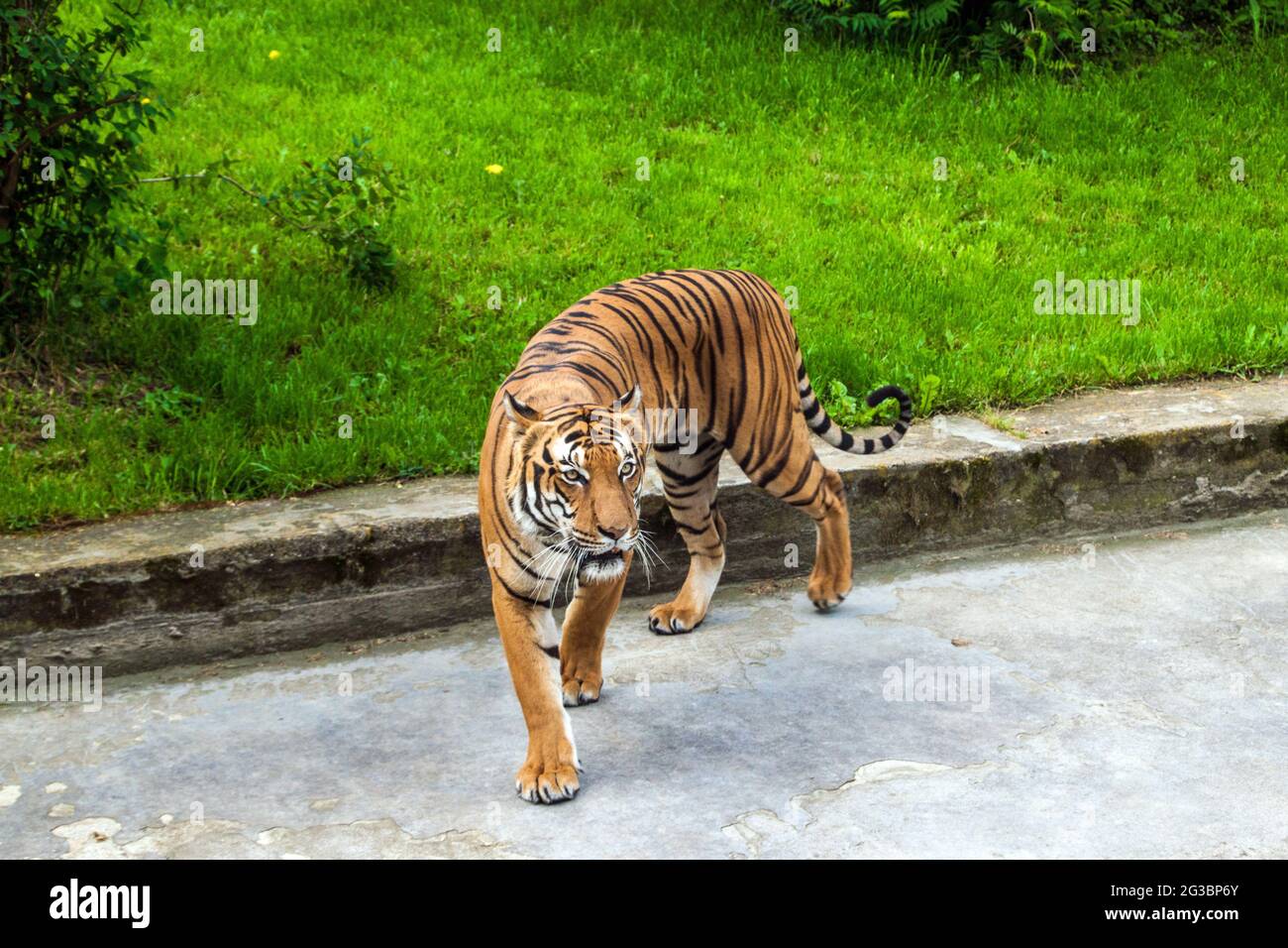 Tigre di Sumatran (Panthera tigris sumatrae) nello zoo di Praga Foto Stock