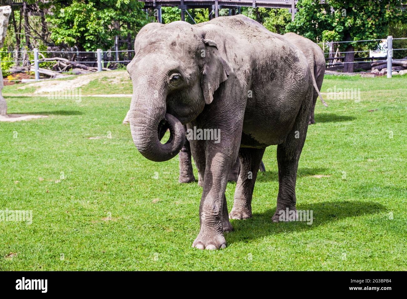 Elefante asiatico o asiatico (Elephas maximus) nello zoo di Praga Foto Stock