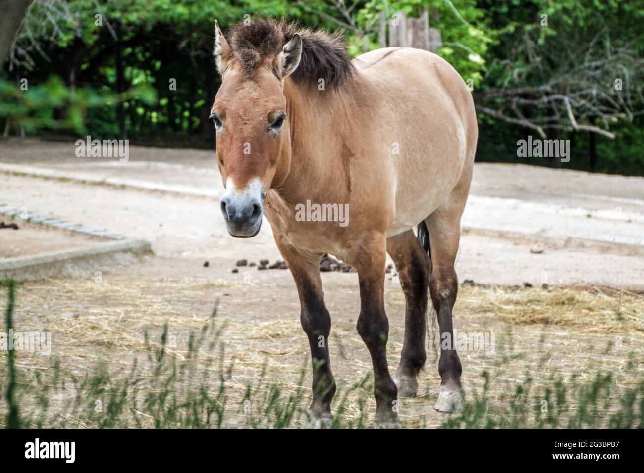 Il cavallo di Przewalski o il cavallo Dzungariano (Equus Przewalski) nello zoo di Praga Foto Stock