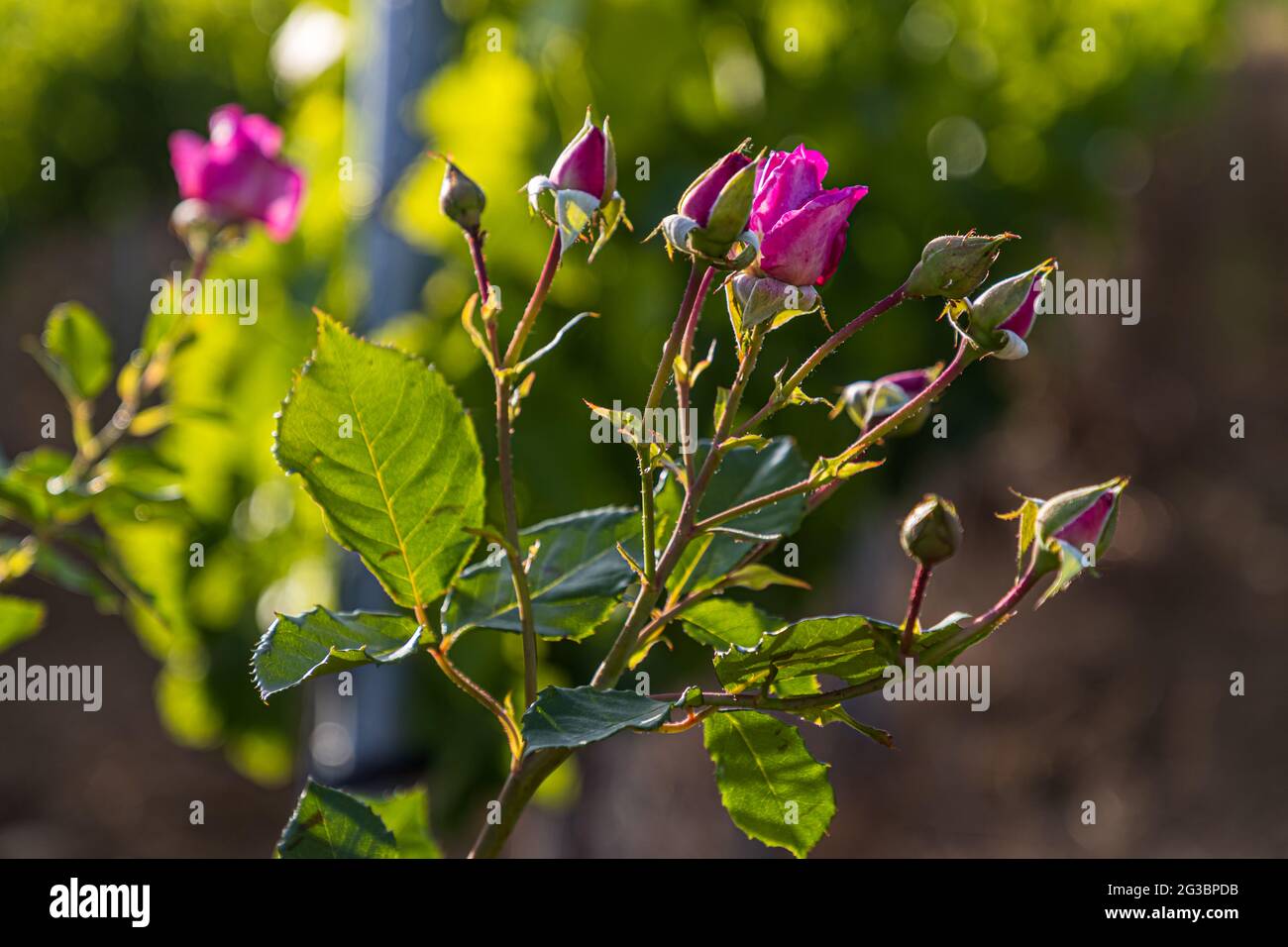 Roses nel vigneto della famiglia Zornitza tenuta Relais & Châteaux a Sandanski, Bulgaria Foto Stock