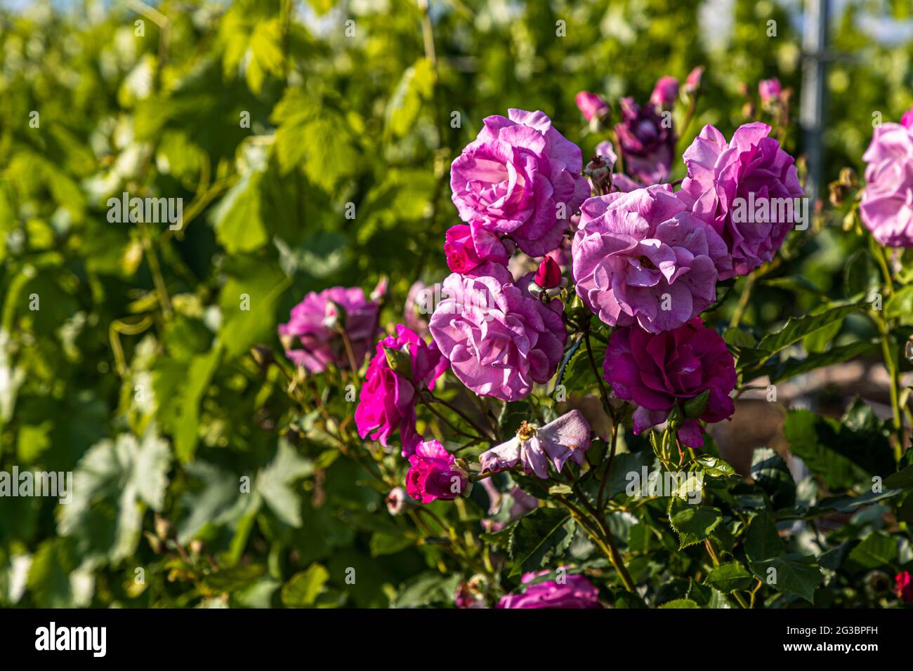 Roses nel vigneto della famiglia Zornitza tenuta Relais & Châteaux a Sandanski, Bulgaria Foto Stock