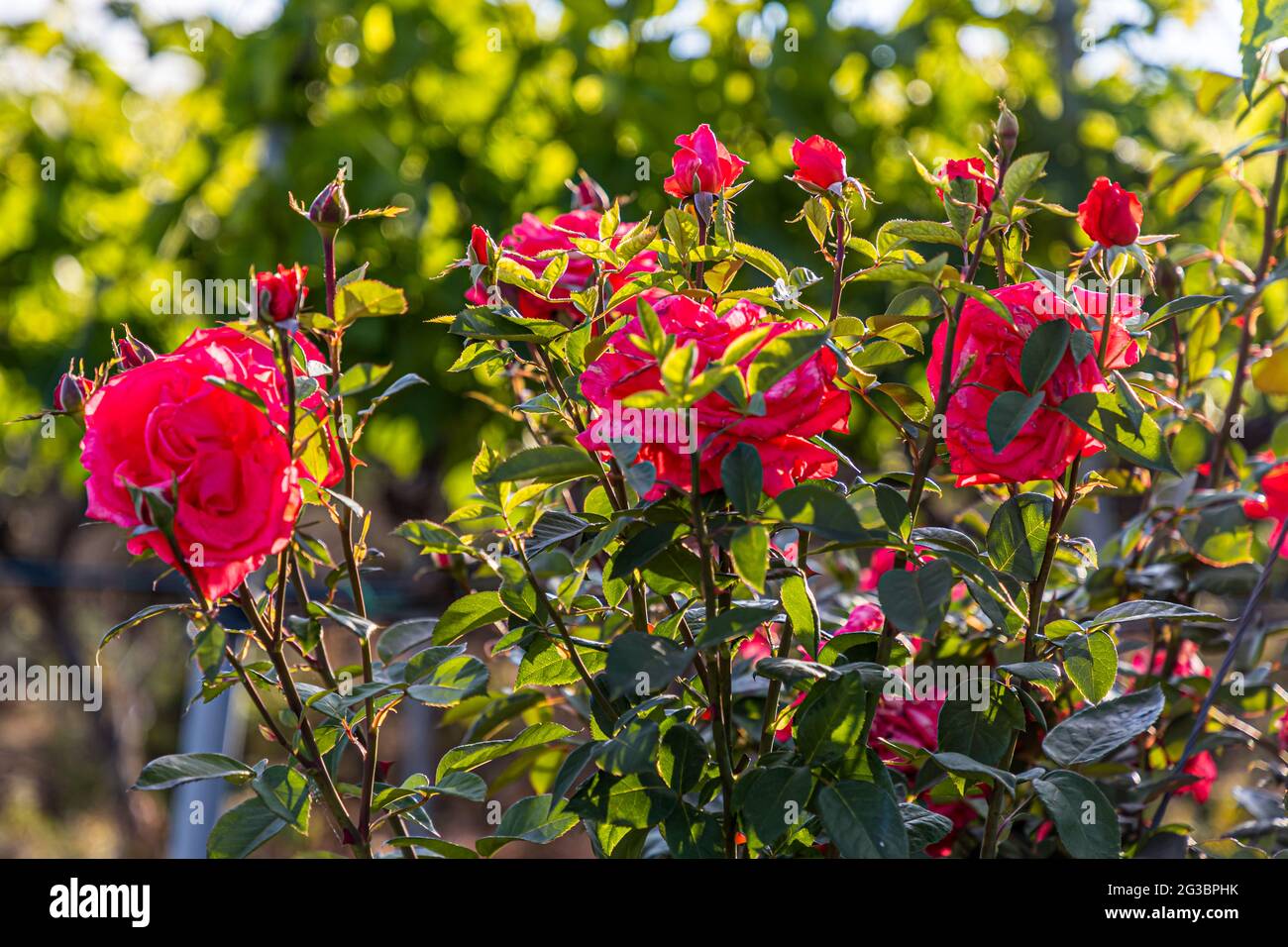 Roses nel vigneto della famiglia Zornitza tenuta Relais & Châteaux a Sandanski, Bulgaria Foto Stock