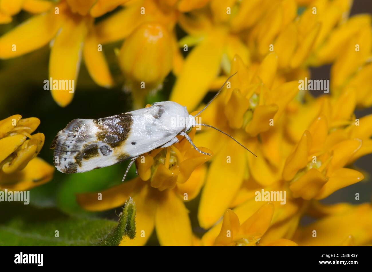 Croccante d'uccello all'ombra di ulivo, Ponometia candefacta, nettarata da Arancio Milkweed, Aclepias tuberosa Foto Stock