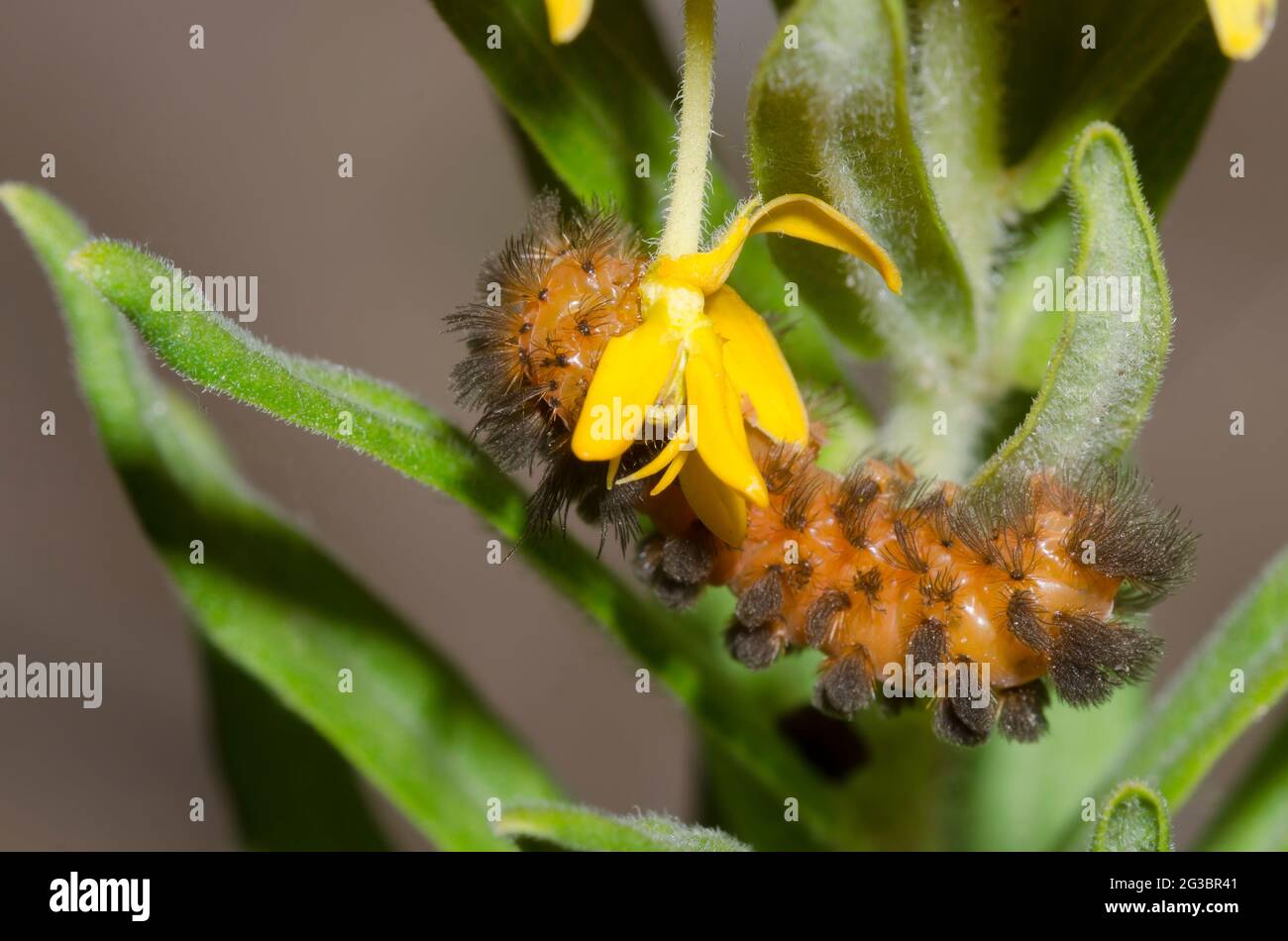 Cynia inaspettata, Cynia collaris, larva che si allatta su Arancio Milkweed, Aclepias tuberosa Foto Stock