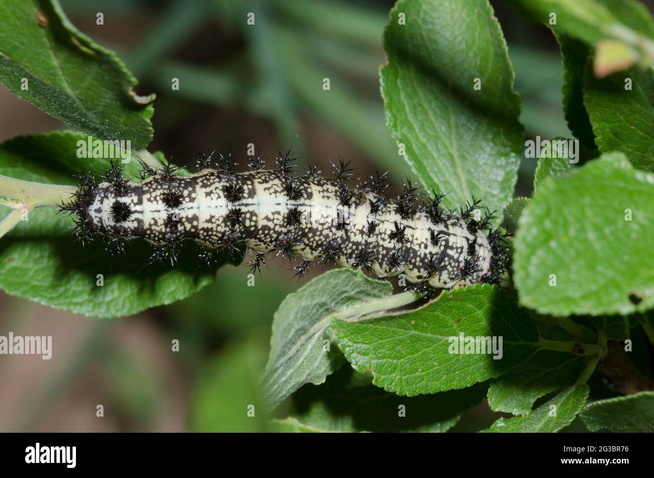 Sloser's Buckmoth, Hemileuca slosseri, larva su Oklahoma Plum, Prunus gracilis Foto Stock